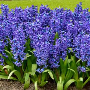 Jacinthe Delft Blue (x3)